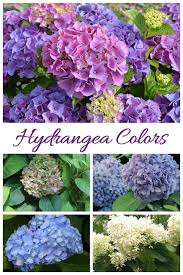 Hydrangea Care Growing Propagating And Drying Hydrangea Flowers Hydrangea Care Growing Hydrangeas Hydrangea Colors