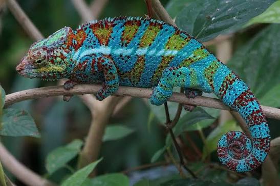 Chameleons: Masters of Camouflage and Adaptation – The Urban Zoo