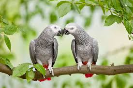 They are creatures of habit, and even a small change in routine can make a sensitive grey unhappy. Parrots Show Off Selfless Behavior The New York Times
