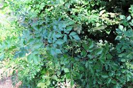 Image result for Stolzia repens