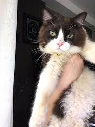 Naming a cat can be difficult. Pin On Persian Cats