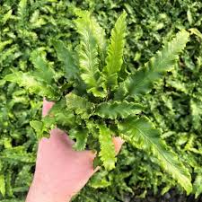 Image result for Asplenium holstii