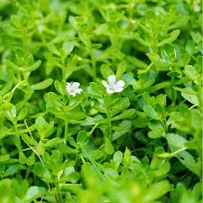 Image result for Bacopa monnieri