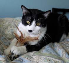 Coughing in cats can be caused by a number of underlying health conditions. When It Isn T A Hairball How I Learned My Cat Has Asthma Catster