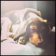 For the record, the kid came onto my property. My Dog Zappa Died Today Hit By A Car He Was 1 I M Heartbroken Imgur