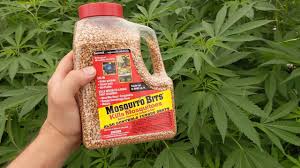 They can be itchy, red, and swollen, but often disappear quickly. How To Aquaponic Mosquito Fungus Gnat Prevention Youtube