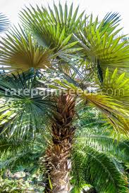 Image result for Coccothrinax