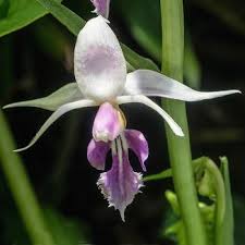 Niet in de gelegenheid om onze winkel te bezoeken? Genus Calanthe To Cyrtosia Springerlink