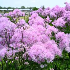 Image result for Macrotyloma tenuiflorum