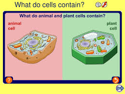 We hope this picture plant cell diagram label can help you study and research. Learning Objective Describe The Structure Of Animal And Plant Cells Ppt Download
