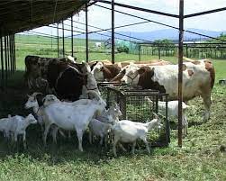 Masini de vanzare in pitesti. Sute De Animale Scoase La Vanzare Cui Ii AparÈ›in È™i Cine Le Vinde Botosaninews Ro