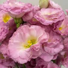 Image result for eustoma maurine