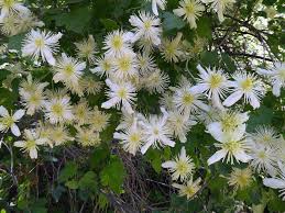 Image result for Clematis commutata