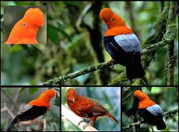 Pilih satu pohon cinta paling menarik untuk cari tahu pria. Burung Burung Terindah Cakrawala