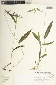 Image result for Poecilostachys oplismenoides