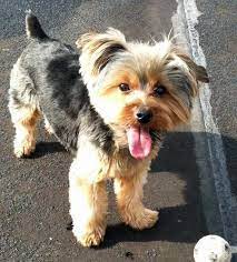 Image Result For Floppy Ear Yorkie Haircuts Yorkie Haircuts Yorkshire Terrier Yorkie Dogs