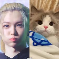 Our little cat 🐈💛 • • • • • • • • • Follow @shiny.lix for more content 💛  Share and like💌 • • • • Tags🖇️ #straykids #스트레이키즈 #felix #straykidsfelix  #bangchan #