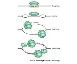 Dna duplication genetic recombinaison dna rna protein duplication of dna cell duplication dna bonds dna polymerase bacterial dna dna bacteria bacteria plasmid. Initiation Of Dna Replication Lessons From Viral Initiator Proteins Nature Reviews Molecular Cell Biology