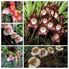 Dracula Simia-Monkey Orchid ...