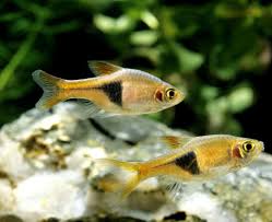 View all 17 products new brand! Harlequin Rasbora And Betta Calm Tank Community Betta Source