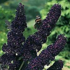 New 25 Buddelia Blackknight Butterfly Bush Flower Seeds Fragrant Perennial Black Knight Butterfly Bush Butterfly Bush Flower Garden