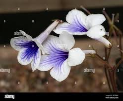 Image result for Streptocarpus goetzei