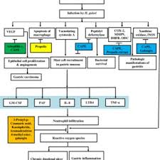 Pdf Propolis The Future Therapy Against Helicobacter Pylori Mediated Gastrointestinal Diseases