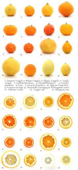 1 translation result for kumquat in spanish. 100 Kumquat Ideas Kumquat Kumquats Kumquat Tree