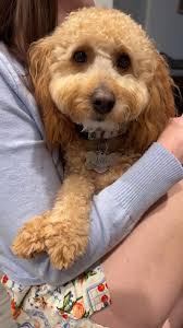 What are some alternatives to dry food for my 8-month-old Goldendoodle?