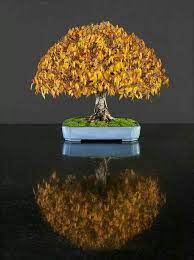 Pin By Killian Youngkin On Bonsais Bonsai Tree Indoor Bonsai Bonsai Art