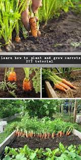 How To Grow Best Carrots At Home And Garden Gardening Urbangardening Plants Growing Vegetables Container Gardening