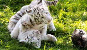 Eso sí, hay que dejar 23 comentarios en tigre blanco. Dos Crias De Tigre Blanco Una Especie En Peligro De Extincion Crecen En El Parque Navarro Sendaviva Blog Mundo Animal El Pais