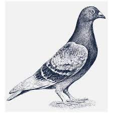 Vintage Pigeon Drawing Google Search Bird Drawings Pigeon Tattoo Pigeon