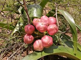 Image result for Crinum stuhlmannii