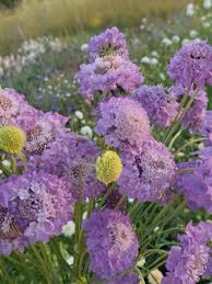 Image result for Nesaea ramosissima