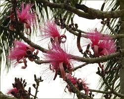 Image result for Bombax