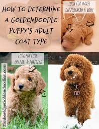 I can't afford much to buy one from a breeder. Pin On Dog Info