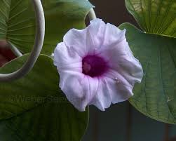 Image result for Argyreia nervosa