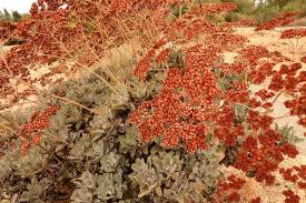 Image result for Eriosema angolense