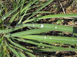 Image result for Andropogon gayanus