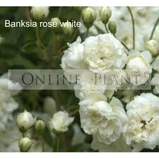 We did not find results for: Banksia Rose White Plants Online Plants Australia
