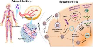 Nonviral Cancer Gene Therapy Delivery Cascade And Vector Nanoproperty Integration Sciencedirect