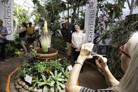 Corpse Flower Archives Yurview