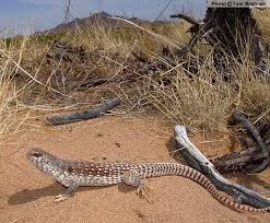 Black And White Lizard Arizona Desert Iguana Dipsosaurus Dorsalis Reptiles Of Arizona Iguana Reptiles Vivarium