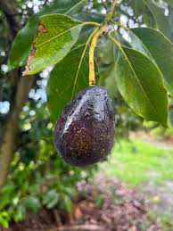Image result for Dark Avocado 1983 Fedders