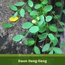 Daun ungu adalah obat herbal untuk meredakan gejala wasir (ambeien). Ciri Ciri Pohon Ileng Ileng Phyllanthus Reticulatus Di Alam Liar Ciriciripohon Com