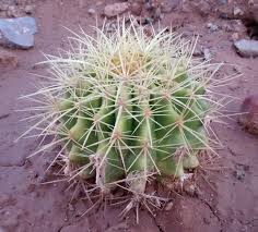There are 310 golden barrel cactus for sale on etsy, and they cost 32,68 $ on average. Sunburned Cactus Arizona Desert Xeriscape