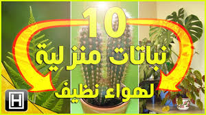 افضل نباتات الزينة للحصول على هواء نظيف في المنزل Youtube