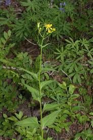 Image result for Senecio striatifolius