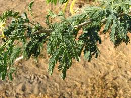 Image result for Faidherbia albida